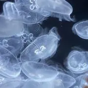 たかはしの画像