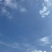 ひまわり