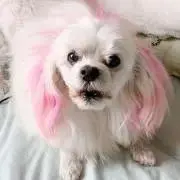 ピンクのマルチーズの画像