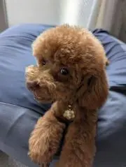 YO＊YOの画像