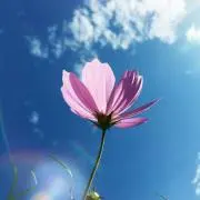creamの画像