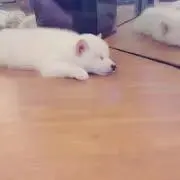 はるかの画像