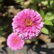 Mの画像