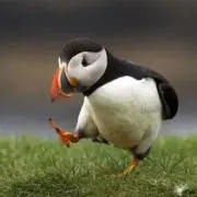 めーめの画像