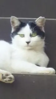 小太郎の画像