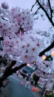 夜空空兎❥・•即購入OKの画像