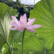 kitiの画像