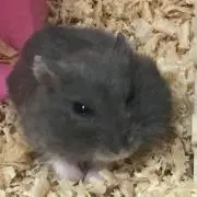 どどど