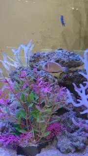 MINTの画像