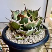 ときさだの画像