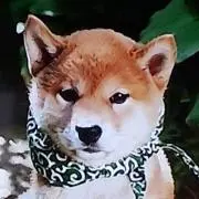 フジの画像