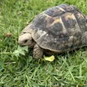 玄ちゃんの画像