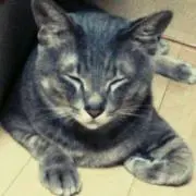 月夜の碧猫(＋時々碧猫家の者達)
