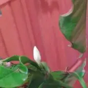 しーの画像