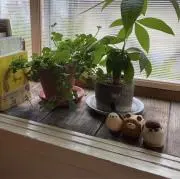 mzhの画像