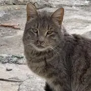 みぃの画像