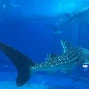 ゆかんなの画像