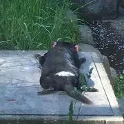 うきまるの画像