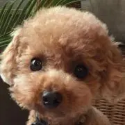 yの画像
