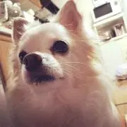 ちっちの画像
