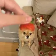 もかの画像