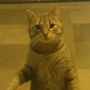 ゆあの画像