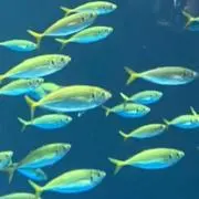 けつあごまんの画像