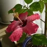 T.mamaの画像