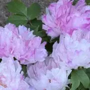 SEVENTEEN HANABI 会場限定 特典 ユニバ トレカ 全メンバー メルカリ