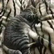 YUMIの画像
