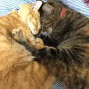ひめの画像