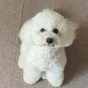Hululu