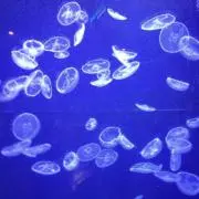 こめつぶ 値下げ可の画像
