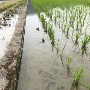 パパユキ