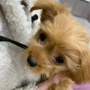 ももんが♥の画像