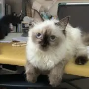 Din ディン