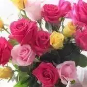 まりもっこ