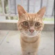 ヨコ