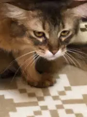 スコールの画像
