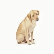ねこねこの画像