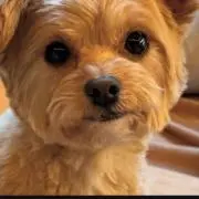 たくちゃんぺ