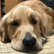 ぴよぴよ