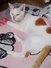 マロンくんの画像