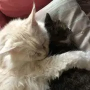 ねこねこ