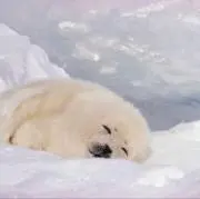 もももの画像