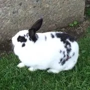 meiの画像