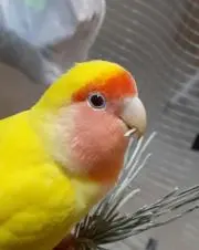 こざくら工房の画像
