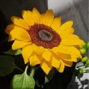 ひまわり