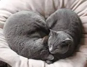 Leonの画像