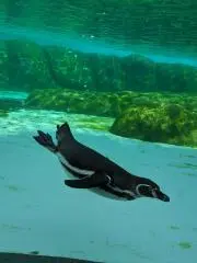ももてんの画像
